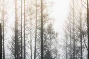 Forest in the fog-0919 Forest in the fog-0919
